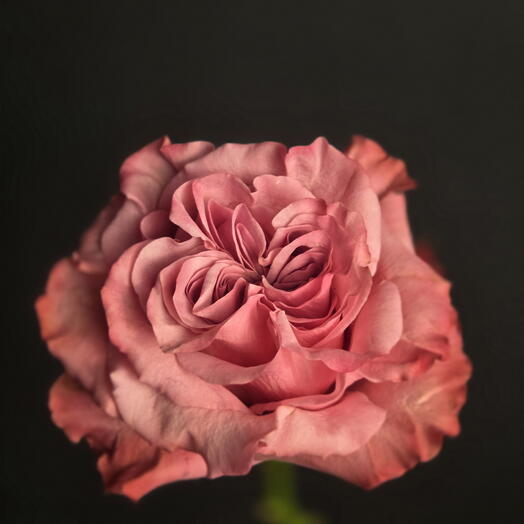 Rose Country Blues Rose