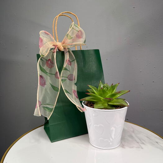 Эхеверия кактус в горшочке и подарочном пакете