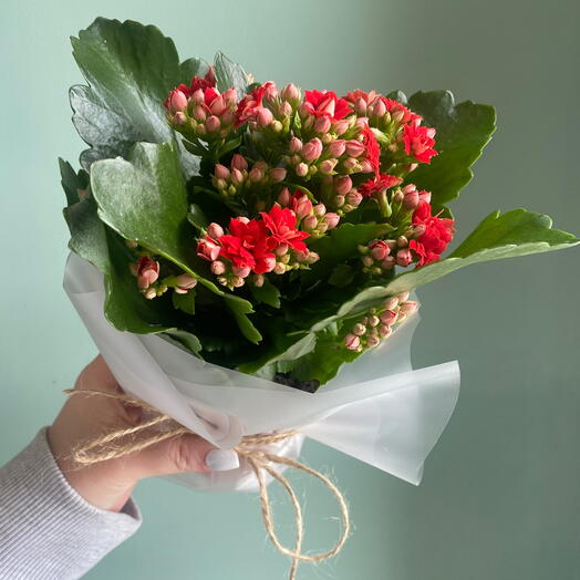 Каланхое красный