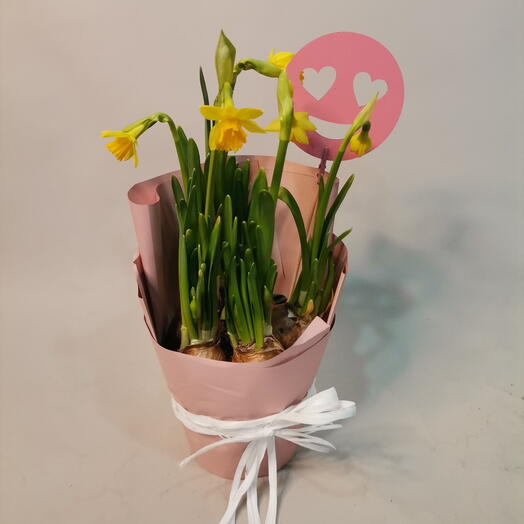 Нарцисс луковичный в упаковке с топпером