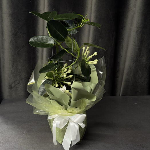 Стефанотис