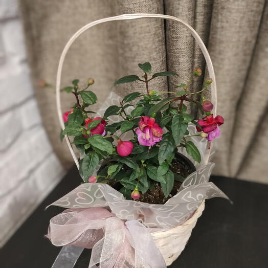 Фуксия двухцветная в корзинке