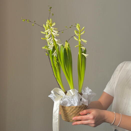 Гиацинт в кашпо с веточками березы