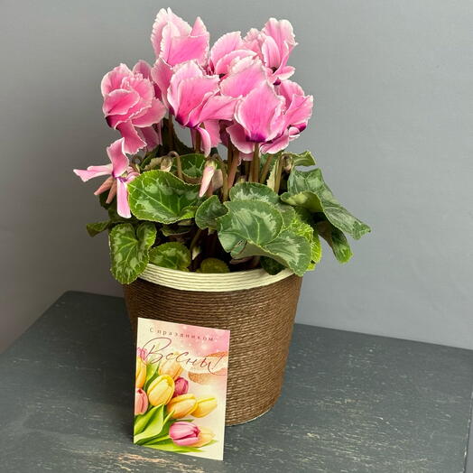 Цикламен  бело- розовый в стильном плетёном горшке и открыткой 💗🤍