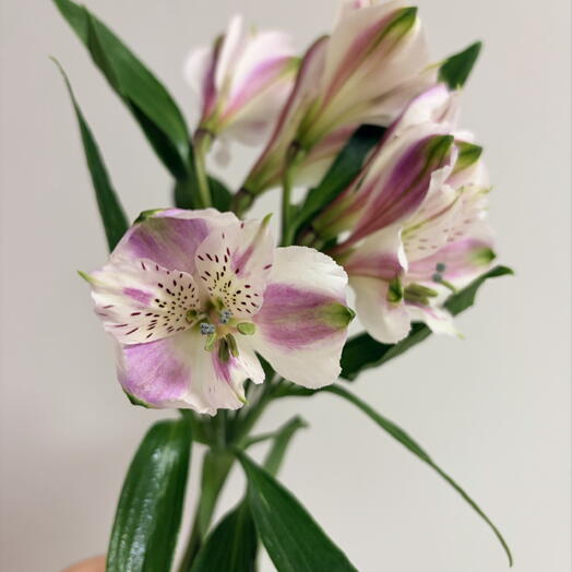 Alstroemeria