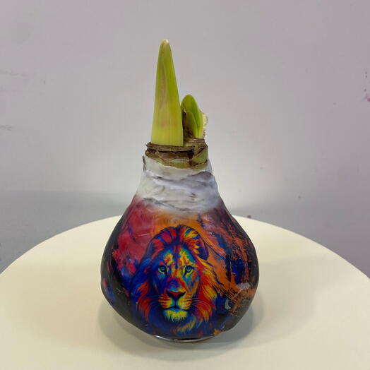 Луковица Аммарилиса 2