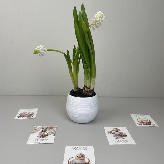 Композиция пасхальная из нарцисса и белых мускари