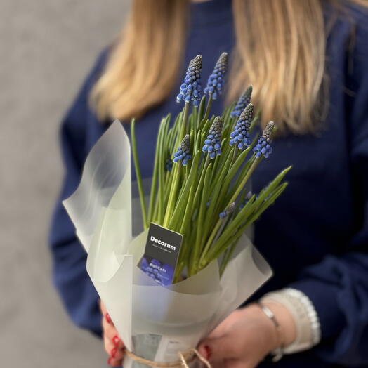 Луковичный первоцвет «Мускари» в горшке