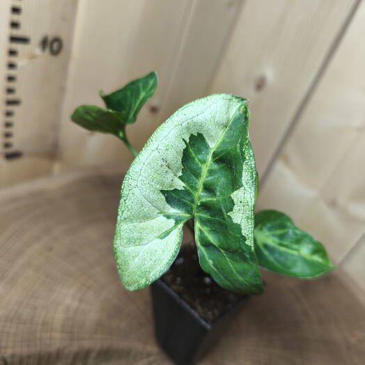 Сингониум Панда (Syngonium Panda)