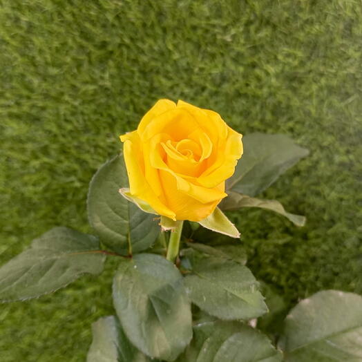Роза Пени Лейн