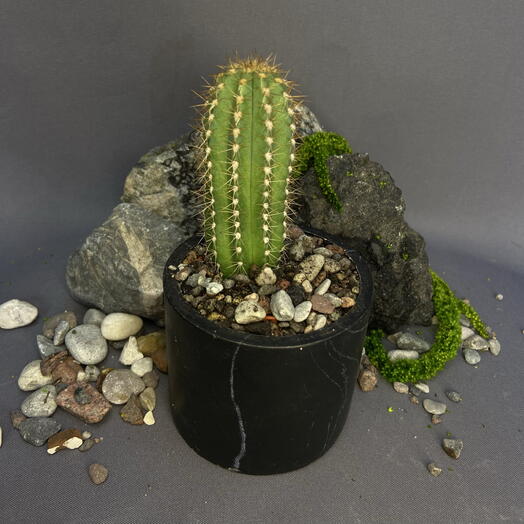 Кактус Пилозоцереус лазурный / Pilosocereus azureus