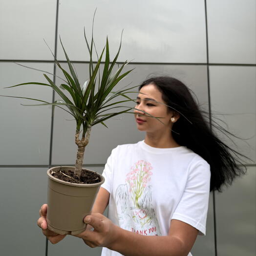 Драцена Marginata🌴