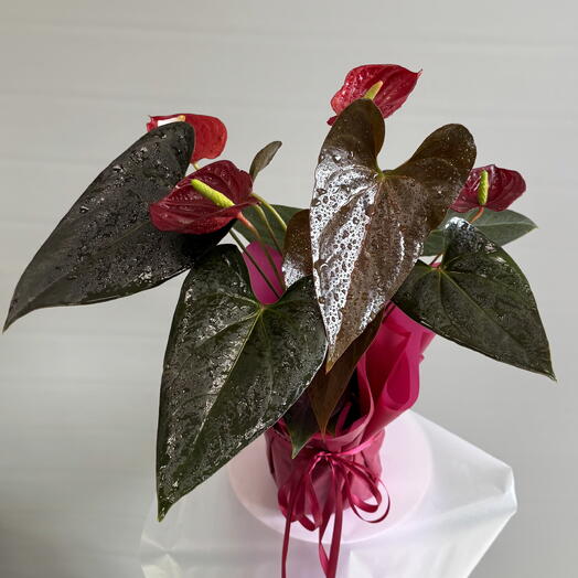 Бордовый Антуриум Андре Бордо, мужское счастье (Anthurium Andraeanum Red)