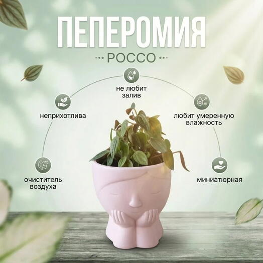 Пеперомия