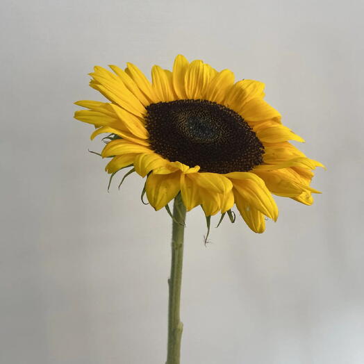 Подсолнух декоративный /Geliantus Sun reach orange