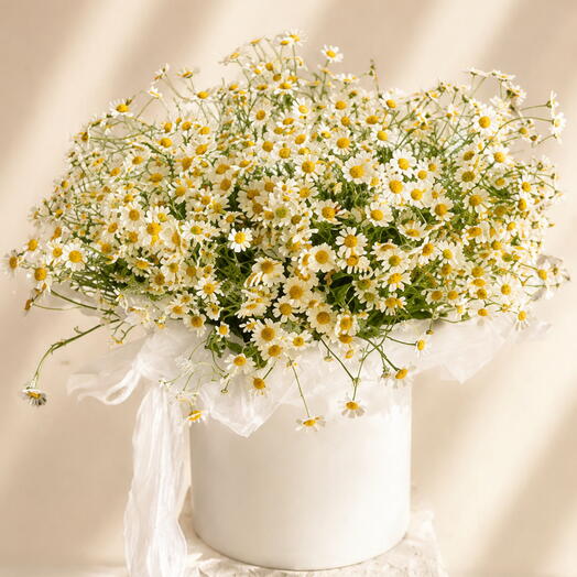 Шляпная коробка с 21 ромашкой (танацетумом) 🌼