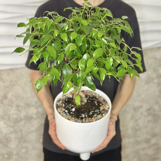 Фикус Бенджамина в кашпо🌿