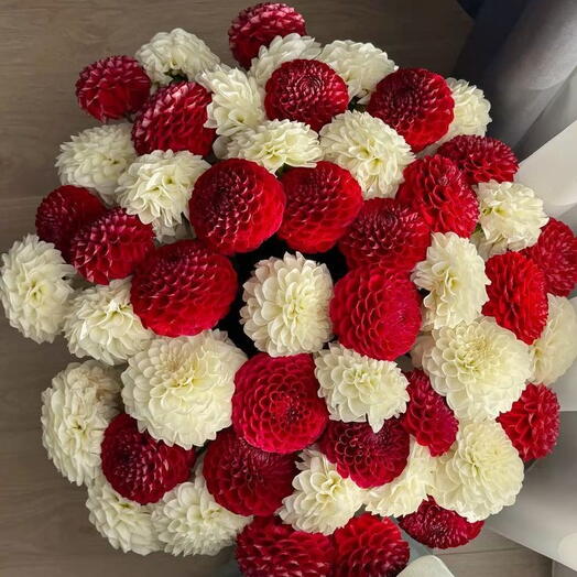 пышные роскошные георгины в красно-белой гамме