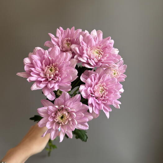Хризантема кустовая сорта comander pink