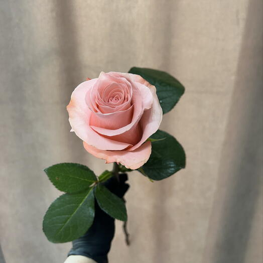 Роза чайная би свит Сантини 🌷