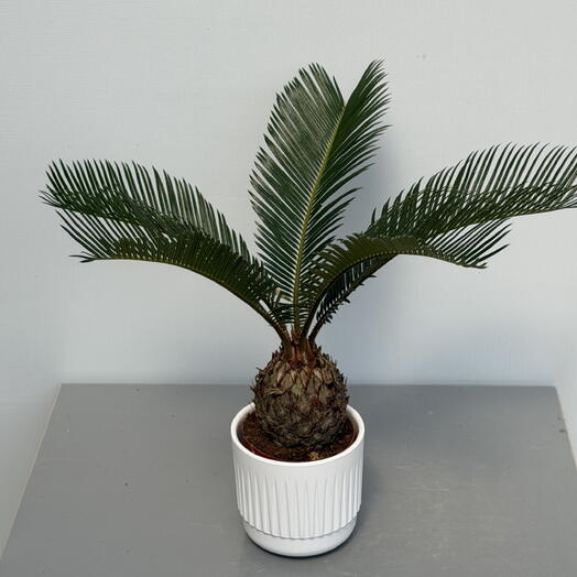 Цикас CYCAS Revoluta