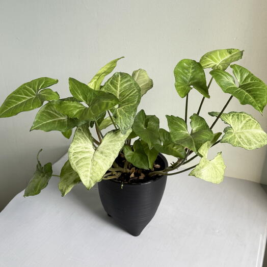 Сингониум🌿