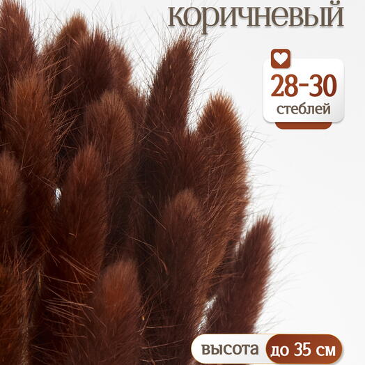 Лагурус коричневый 30 шт. Высший сорт. Высота 25-35 см М476