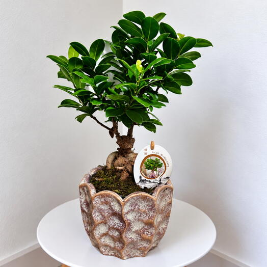 Ficus Microcarpa in Ceramic Planter – Miniature Living Tree