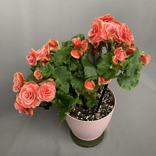 Бегония-популярный розовый окрас🌸