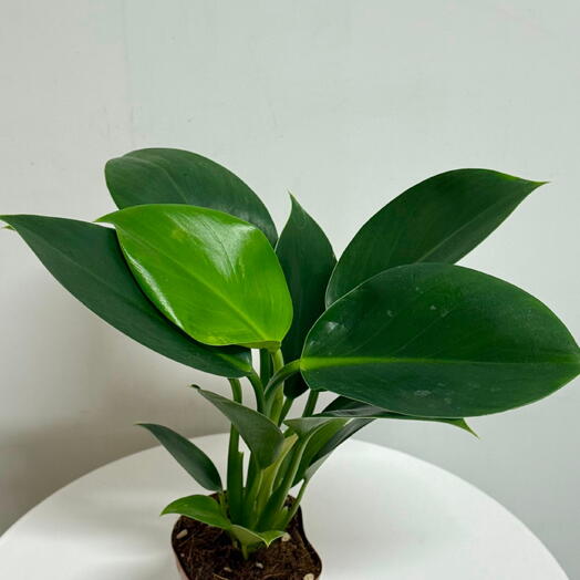 Комнатные растения Филодендрон 🌿 — красивое тропическое комнатное растение