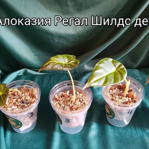 Алоказия Регал Шилдс детка