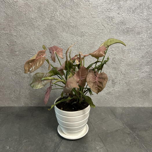 Сингониум розовый