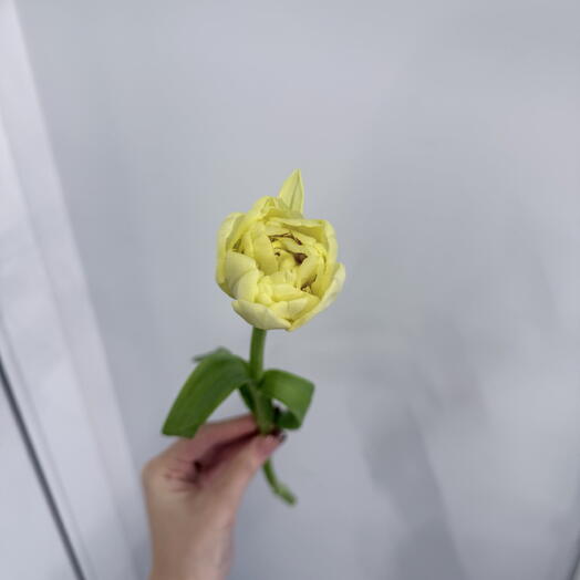 Тюльпан лимонный