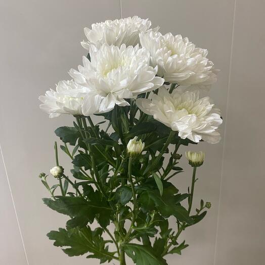 Chrysanthemum bush terry