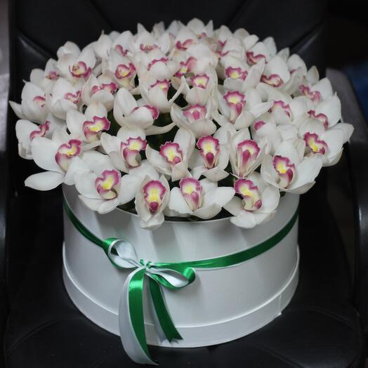 Orquídeas en Caja