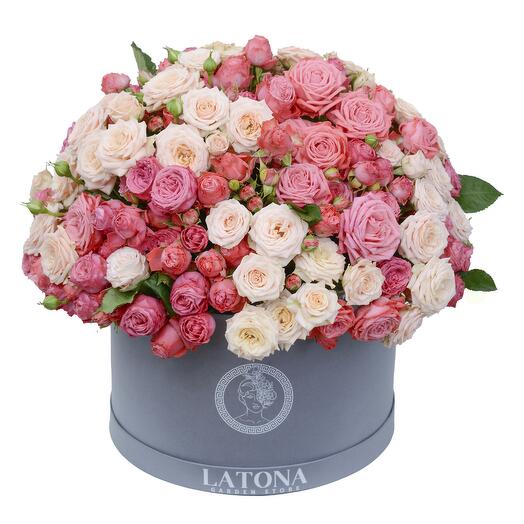 VINCENT  bush peony roses