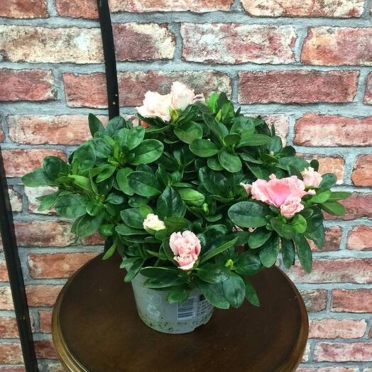 Азалия Комнатное растение, Live plants Moscow, buy at a price of 1450 ...