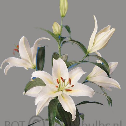 Lily Bouquets | Buy a bouquet of Lilies Perm | Fast Delivery on Flowwow