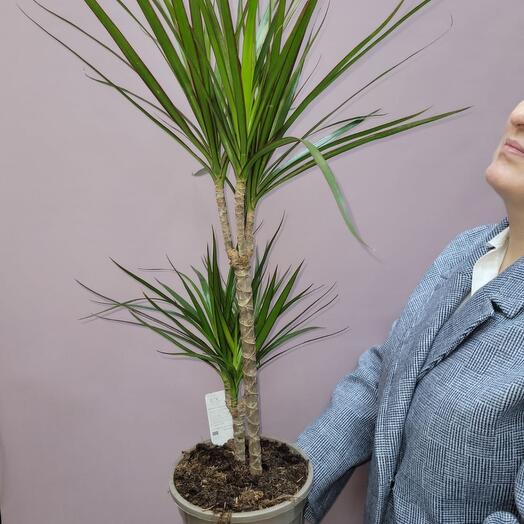 Драцена Маргината