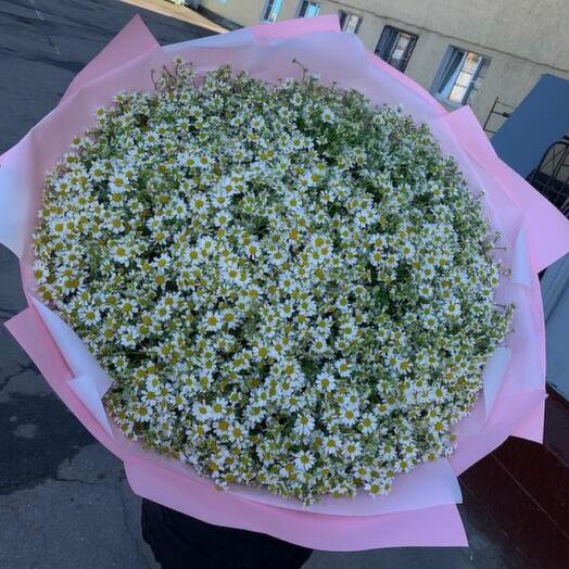 Шикарный букет из ромашек 101 шт