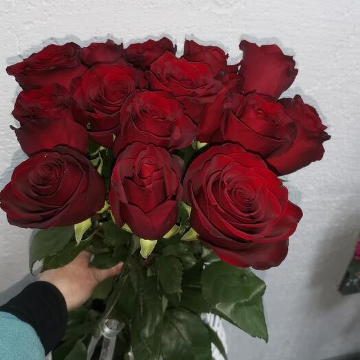 Rosa Explorer 70cm