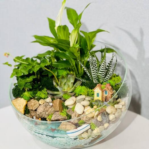 Open florarium with flower spathiphyllum female happiness and e