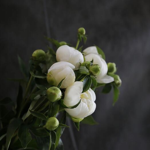 Peonía blanca varietal