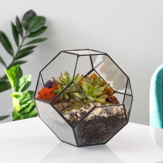 Succulent Sedum in the Octahedron Florarium