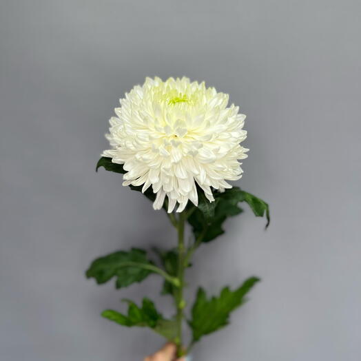 Хризантема одноголовая Магнум