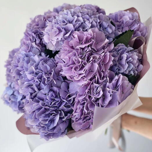 Hortensia violet 11 flowers