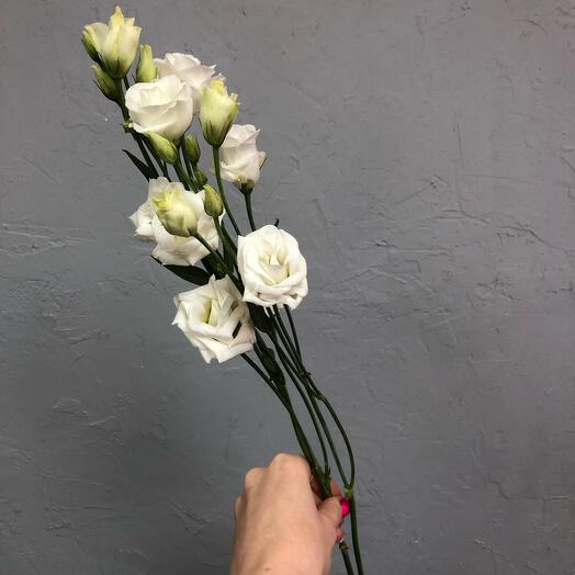 Eustoma violet