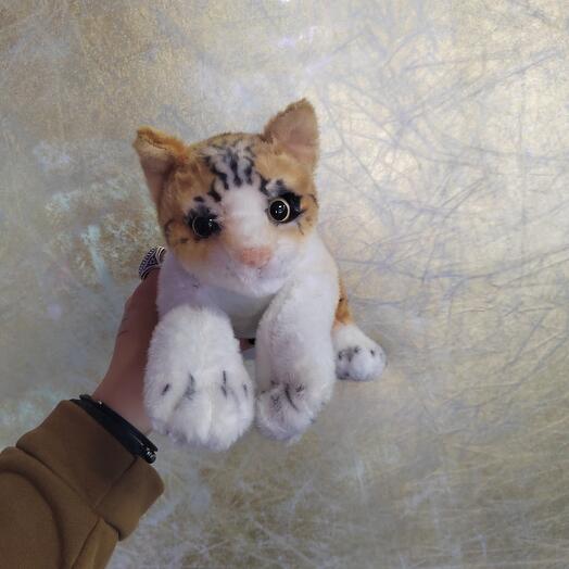 Кот Тишка
