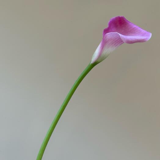 Калла