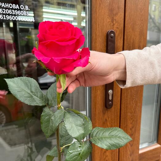 Голландская Роза